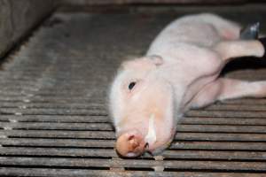 Piglet foaming at mouth - Legs taped - Captured at Boen Boe Stud Piggery, Joadja NSW Australia.