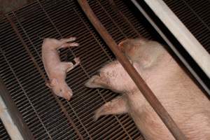 Piglet foaming at mouth, legs taped - Australian pig farming - Captured at Boen Boe Stud Piggery, Joadja NSW Australia.