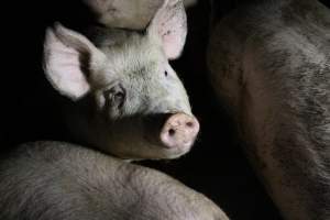 Group sow housing - Australian pig farming - Captured at Boen Boe Stud Piggery, Joadja NSW Australia.