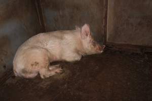 Boar - Australian pig farming - Captured at Boen Boe Stud Piggery, Joadja NSW Australia.