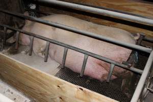 Sow too big for crate - Australian pig farming - Captured at Pine Park Piggery, Temora NSW Australia.