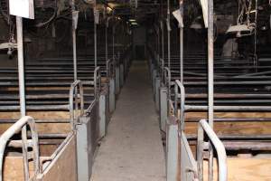 Looking down aisle of farrowing shed - Australian pig farming - Captured at Pine Park Piggery, Temora NSW Australia.