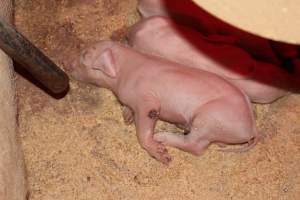 Piglet with wound on leg - Australian pig farming - Captured at Pine Park Piggery, Temora NSW Australia.