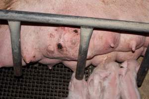 Sow with wounds on teats - Australian pig farming - Captured at Pine Park Piggery, Temora NSW Australia.