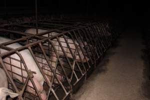 Sow stalls at Pine Park Piggery NSW - Australian pig farming - Captured at Pine Park Piggery, Temora NSW Australia.
