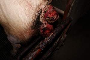 Sow with multiple huge prolapses - Painful prolapses infested with maggots - Captured at Cumbijowa Piggery, Cumbijowa NSW Australia.