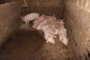Weaner piglets - Australian pig farming - Captured at Cumbijowa Piggery, Cumbijowa NSW Australia.
