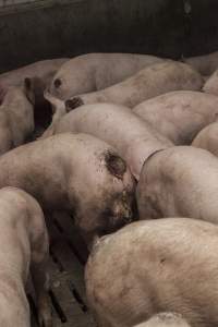 Cannibalised tails - Australian pig farming - Captured at Dead Horse Gully (DHG) Piggery, Young NSW Australia.