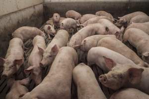 Cannibalised tails - Australian pig farming - Captured at Dead Horse Gully (DHG) Piggery, Young NSW Australia.