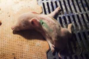 Injured piglet - Australian pig farming - Captured at Golden Grove Piggery, Young NSW Australia.