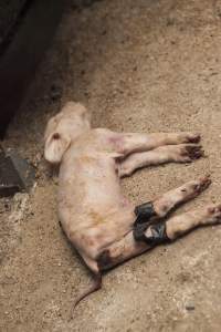 Dead piglet with taped legs - Australian pig farming - Captured at Golden Grove Piggery, Young NSW Australia.