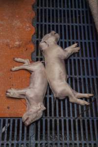 Dead piglets in crate - Australian pig farming - Captured at Golden Grove Piggery, Young NSW Australia.