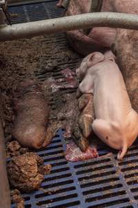 Dead piglet - Australian pig farming - Captured at Golden Grove Piggery, Young NSW Australia.