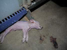 Dead piglet in aisle - Australian pig farming - Captured at Golden Grove Piggery, Young NSW Australia.