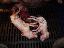 Dead piglets - Australian pig farming - Captured at Golden Grove Piggery, Young NSW Australia.