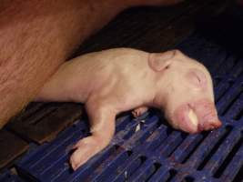 Piglet crushed by mother - Australian pig farming - Captured at Golden Grove Piggery, Young NSW Australia.