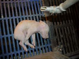 Dead piglet in crate - Australian pig farming - Captured at Golden Grove Piggery, Young NSW Australia.