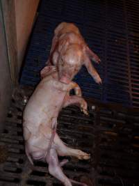 Dead piglet in crate - Australian pig farming - Captured at Golden Grove Piggery, Young NSW Australia.