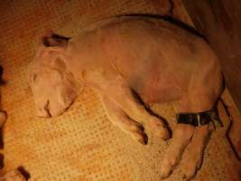 Dead piglet with taped legs - Australian pig farming - Captured at Golden Grove Piggery, Young NSW Australia.