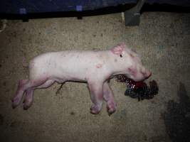 Dead piglet in aisle lying in pool of blood - Australian pig farming - Captured at Golden Grove Piggery, Young NSW Australia.