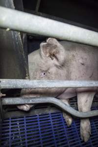 Sow with cuts and scratches - Australian pig farming - Captured at Golden Grove Piggery, Young NSW Australia.