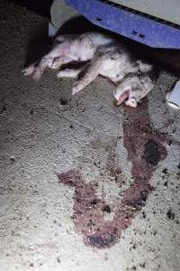 Dead piglet in aisle, blood smeared on floor - Australian pig farming - Captured at Golden Grove Piggery, Young NSW Australia.