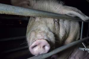 Exhausted sow - Australian pig farming - Captured at Golden Grove Piggery, Young NSW Australia.