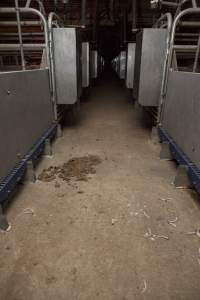 Severed tails scattered across floor - Australian pig farming - Captured at Golden Grove Piggery, Young NSW Australia.