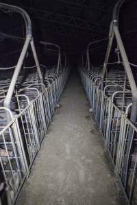 Looking down aisle of sow housing shed - Australian pig farming - Captured at Golden Grove Piggery, Young NSW Australia.
