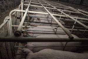 Sows in converted sow stalls with group area at back - Australian pig farming - Captured at Golden Grove Piggery, Young NSW Australia.