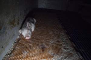 Piglet alone at side of crate - Australian pig farming - Captured at Golden Grove Piggery, Young NSW Australia.