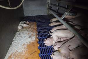 Dead piglet at side of crate - Australian pig farming - Captured at Golden Grove Piggery, Young NSW Australia.