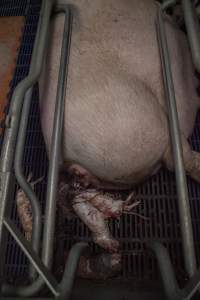 Stillborn piglets - Australian pig farming - Captured at Golden Grove Piggery, Young NSW Australia.