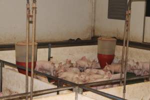 Weaner pen with rats - Australian pig farming - Captured at Wonga Piggery, Young NSW Australia.