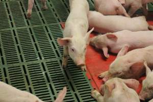 Weaner pigs - Australian pig farming - Captured at Wonga Piggery, Young NSW Australia.