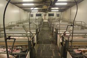 Farrowing crate room - Australian pig farming - Captured at Wonga Piggery, Young NSW Australia.
