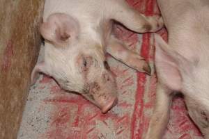 Piglet with facial wound - Australian pig farming - Captured at Wonga Piggery, Young NSW Australia.