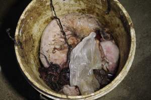 Bucket of dead piglets - Australian pig farming - Captured at Wonga Piggery, Young NSW Australia.