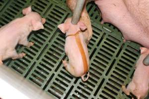 Piglet with splayleg tape - Australian pig farming - Captured at Wonga Piggery, Young NSW Australia.