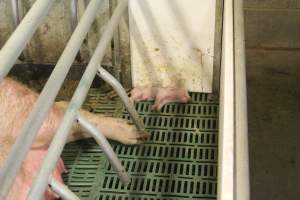 Dead piglet in crate - Australian pig farming - Captured at Wonga Piggery, Young NSW Australia.