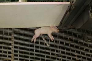 Dead piglet in aisle - Australian pig farming - Captured at Wonga Piggery, Young NSW Australia.