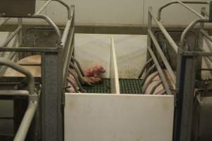 Newborn piglet in crate - Australian pig farming - Captured at Wonga Piggery, Young NSW Australia.