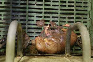 Stillborn piglet - Australian pig farming - Captured at Wonga Piggery, Young NSW Australia.