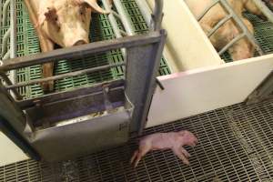Dead piglet in aisle, mother visible in crate - Australian pig farming - Captured at Wonga Piggery, Young NSW Australia.