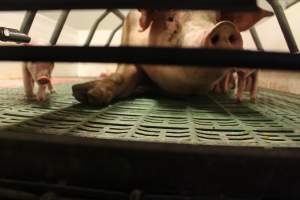 Low view through front of farrowing crate - Australian pig farming - Captured at Wonga Piggery, Young NSW Australia.