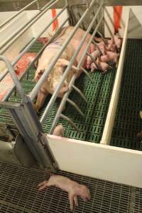 Dead piglet in aisle, mother and other babies in crate - Australian pig farming - Captured at Wonga Piggery, Young NSW Australia.