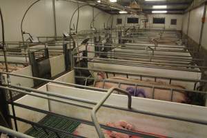 Farrowing room - Australian pig farming - Captured at Wonga Piggery, Young NSW Australia.