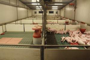 Weaner room - Weaner piglets in pens - Captured at Wonga Piggery, Young NSW Australia.