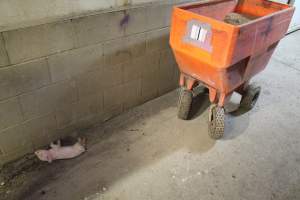 Dead piglet in corridor - Australian pig farming - Captured at Wonga Piggery, Young NSW Australia.