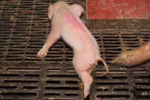 Piglet with leg stuck in floor of crate - Australian pig farming - Captured at Wonga Piggery, Young NSW Australia.